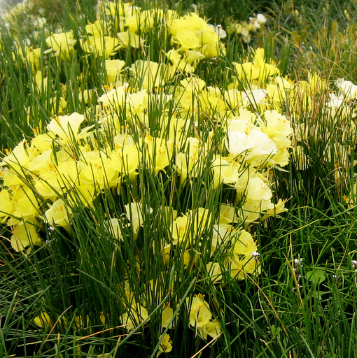 Narcissus bulbocodium citrinus